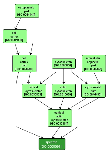 GO:0008091 - spectrin (interactive image map)