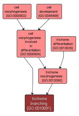 GO:0010091 - trichome branching (interactive image map)