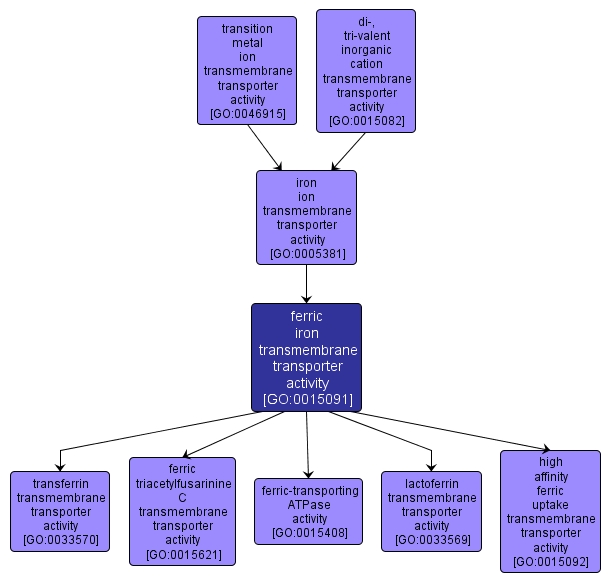 GO:0015091 - ferric iron transmembrane transporter activity (interactive image map)