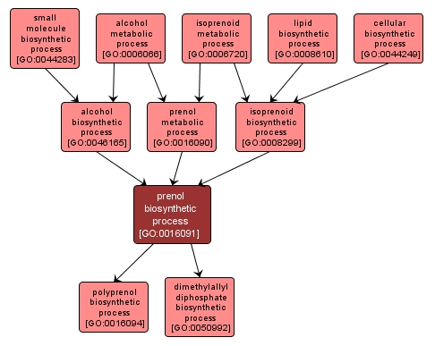 GO:0016091 - prenol biosynthetic process (interactive image map)