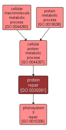 GO:0030091 - protein repair (interactive image map)