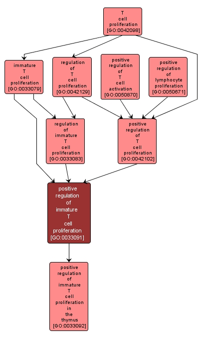 GO:0033091 - positive regulation of immature T cell proliferation (interactive image map)