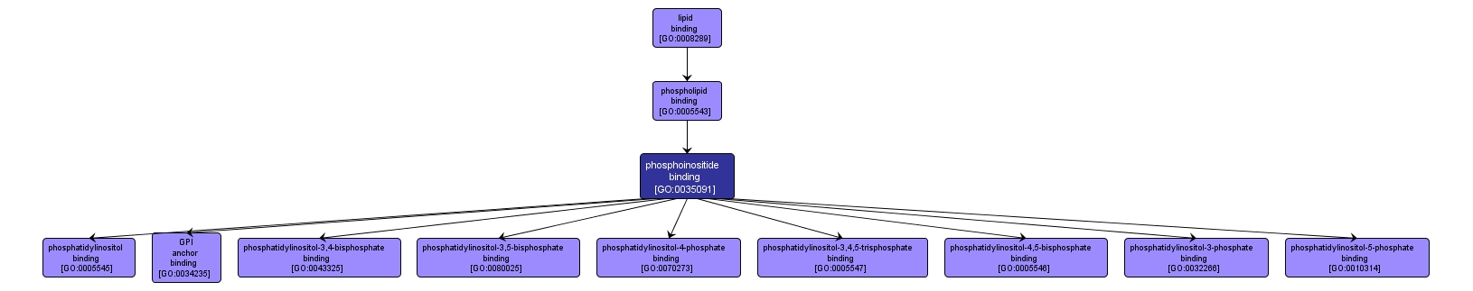 GO:0035091 - phosphoinositide binding (interactive image map)