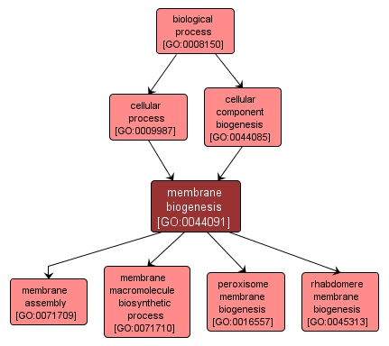 GO:0044091 - membrane biogenesis (interactive image map)