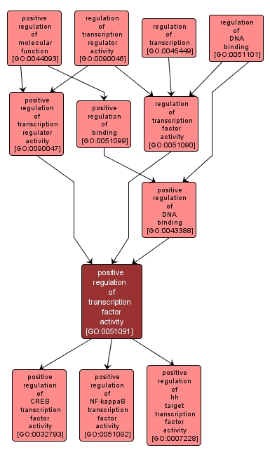 GO:0051091 - positive regulation of transcription factor activity (interactive image map)