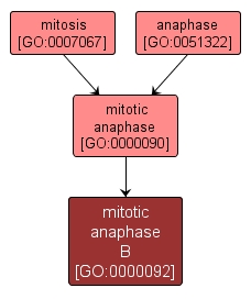 GO:0000092 - mitotic anaphase B (interactive image map)