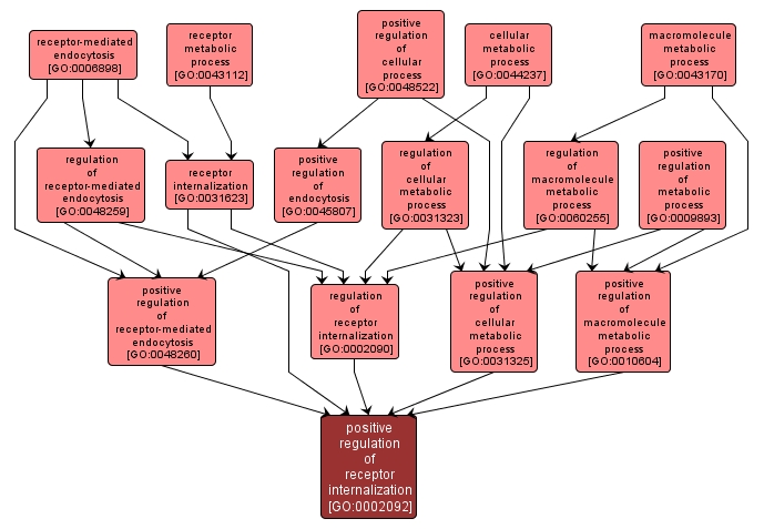 GO:0002092 - positive regulation of receptor internalization (interactive image map)