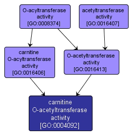 GO:0004092 - carnitine O-acetyltransferase activity (interactive image map)