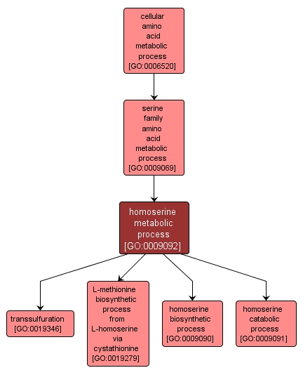 GO:0009092 - homoserine metabolic process (interactive image map)
