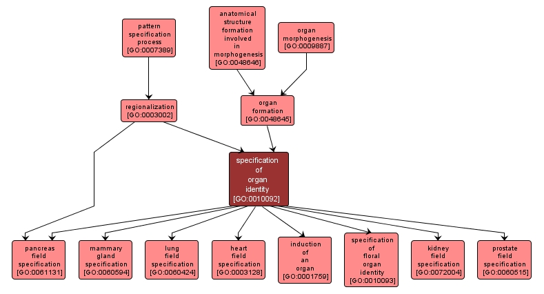 GO:0010092 - specification of organ identity (interactive image map)