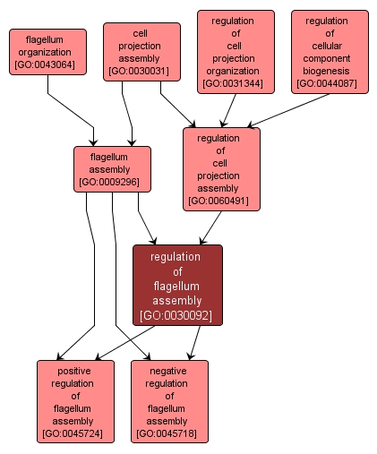 GO:0030092 - regulation of flagellum assembly (interactive image map)