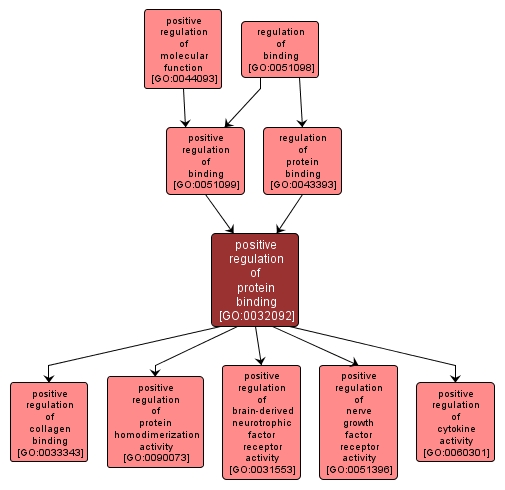 GO:0032092 - positive regulation of protein binding (interactive image map)