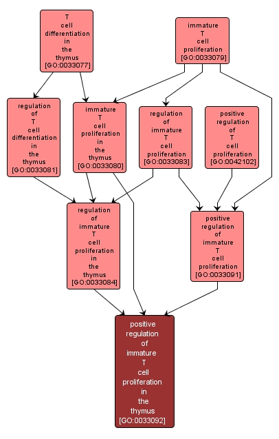 GO:0033092 - positive regulation of immature T cell proliferation in the thymus (interactive image map)