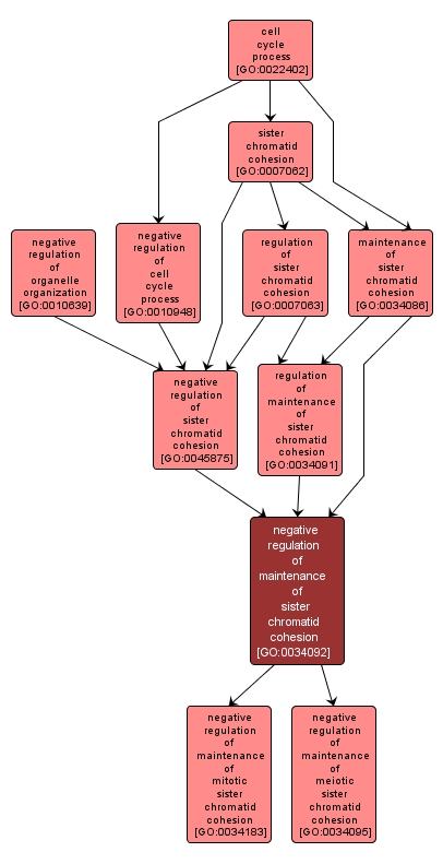 GO:0034092 - negative regulation of maintenance of sister chromatid cohesion (interactive image map)