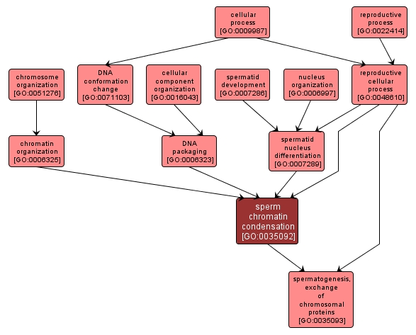 GO:0035092 - sperm chromatin condensation (interactive image map)
