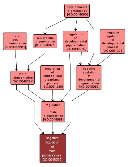 GO:0048092 - negative regulation of male pigmentation (interactive image map)