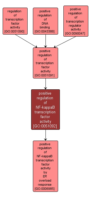 GO:0051092 - positive regulation of NF-kappaB transcription factor activity (interactive image map)