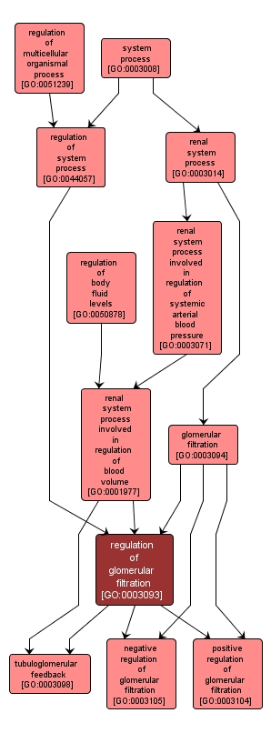 GO:0003093 - regulation of glomerular filtration (interactive image map)