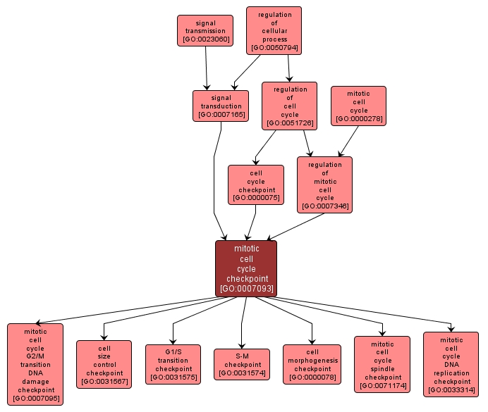 GO:0007093 - mitotic cell cycle checkpoint (interactive image map)