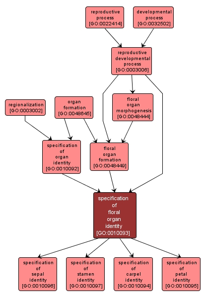 GO:0010093 - specification of floral organ identity (interactive image map)