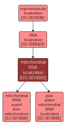 GO:0019093 - mitochondrial RNA localization (interactive image map)