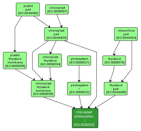 GO:0030093 - chloroplast photosystem I (interactive image map)