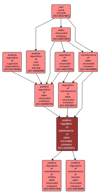 GO:0034093 - positive regulation of maintenance of sister chromatid cohesion (interactive image map)