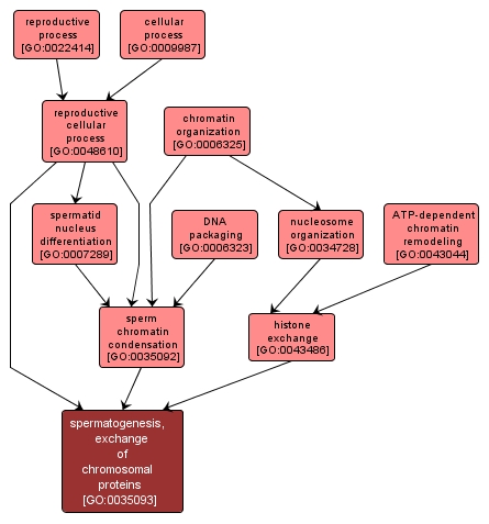 GO:0035093 - spermatogenesis, exchange of chromosomal proteins (interactive image map)