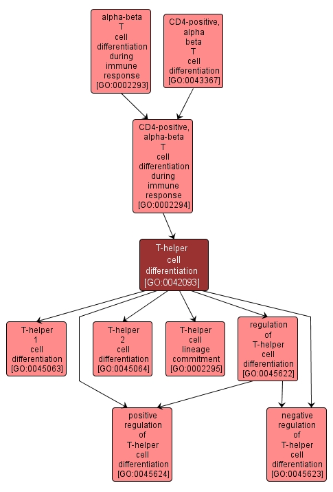 GO:0042093 - T-helper cell differentiation (interactive image map)