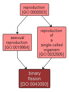 GO:0043093 - binary fission (interactive image map)