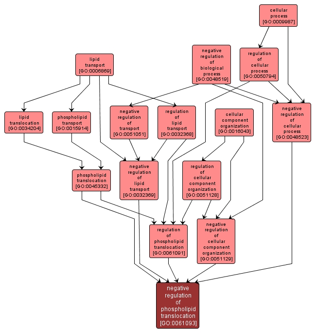 GO:0061093 - negative regulation of phospholipid translocation (interactive image map)