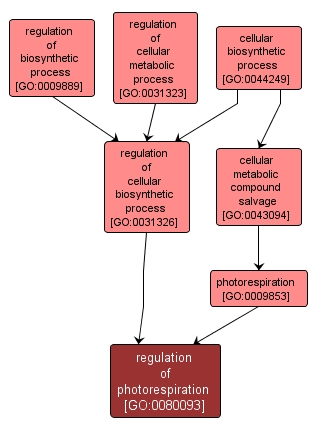 GO:0080093 - regulation of photorespiration (interactive image map)