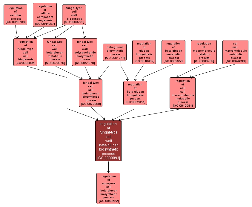 GO:0090093 - regulation of fungal-type cell wall beta-glucan biosynthetic process (interactive image map)