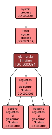 GO:0003094 - glomerular filtration (interactive image map)