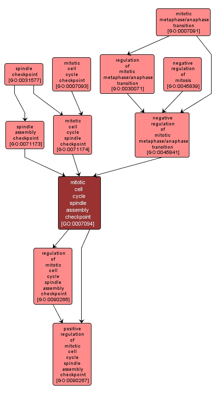 GO:0007094 - mitotic cell cycle spindle assembly checkpoint (interactive image map)