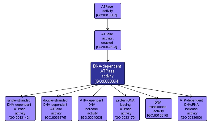 GO:0008094 - DNA-dependent ATPase activity (interactive image map)