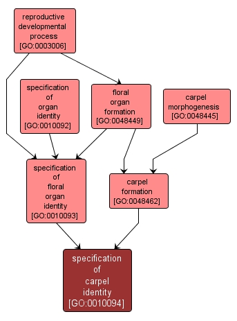 GO:0010094 - specification of carpel identity (interactive image map)