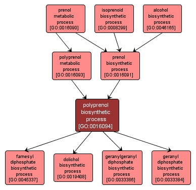 GO:0016094 - polyprenol biosynthetic process (interactive image map)