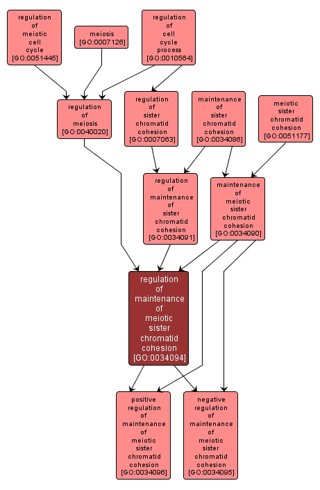 GO:0034094 - regulation of maintenance of meiotic sister chromatid cohesion (interactive image map)