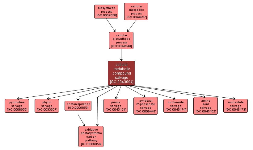 GO:0043094 - cellular metabolic compound salvage (interactive image map)