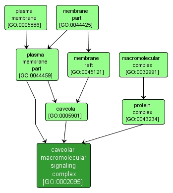 GO:0002095 - caveolar macromolecular signaling complex (interactive image map)