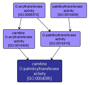 GO:0004095 - carnitine O-palmitoyltransferase activity (interactive image map)