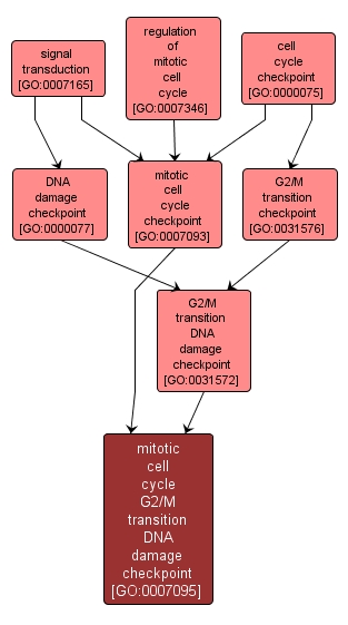 GO:0007095 - mitotic cell cycle G2/M transition DNA damage checkpoint (interactive image map)