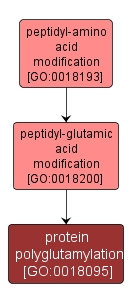 GO:0018095 - protein polyglutamylation (interactive image map)