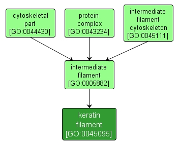 GO:0045095 - keratin filament (interactive image map)