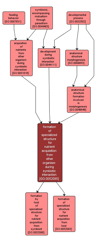 GO:0052095 - formation of specialized structure for nutrient acquisition from other organism during symbiotic interaction (interactive image map)