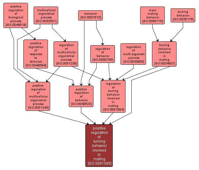 GO:0061095 - positive regulation of turning behavior involved in mating (interactive image map)