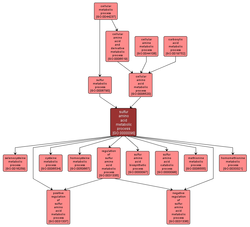 GO:0000096 - sulfur amino acid metabolic process (interactive image map)