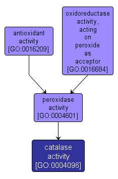 GO:0004096 - catalase activity (interactive image map)