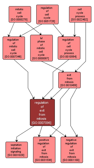 GO:0007096 - regulation of exit from mitosis (interactive image map)